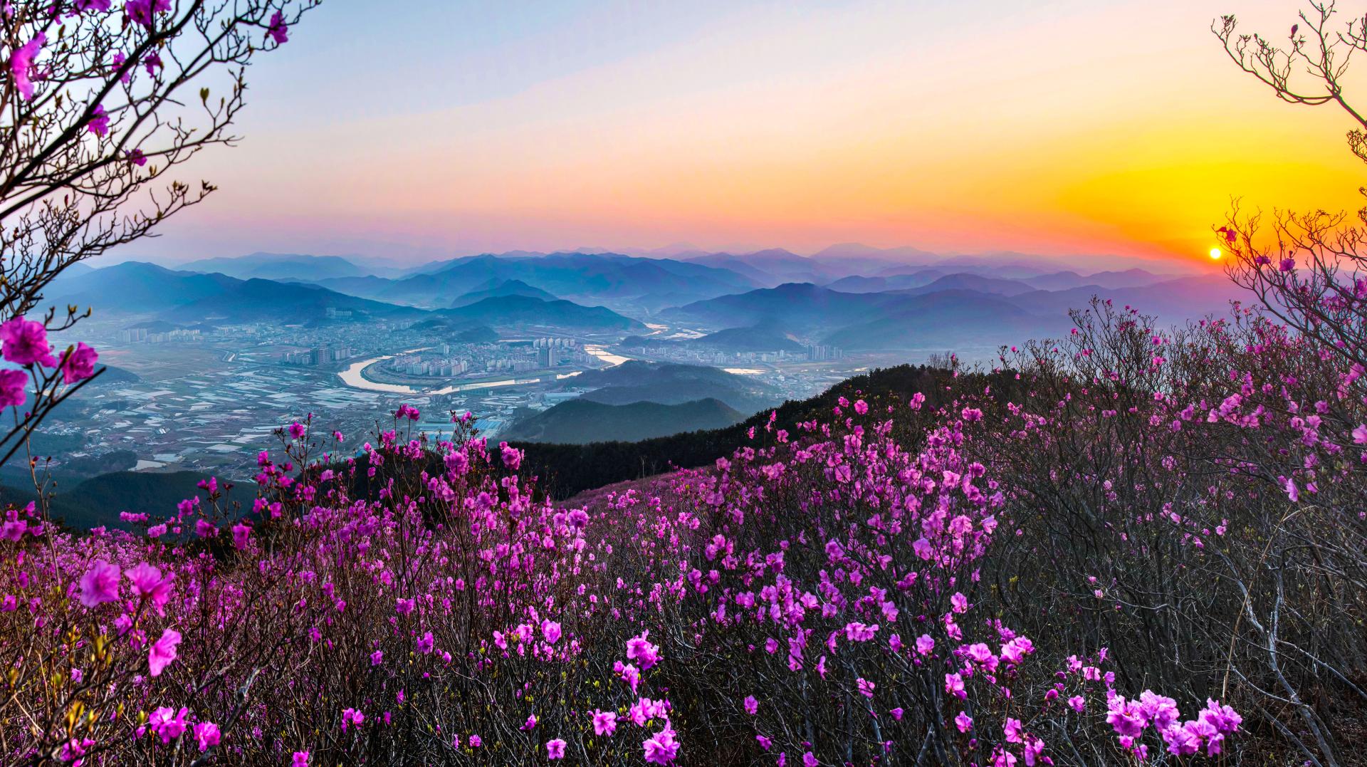 1. 종남산 진달래-3.jpg