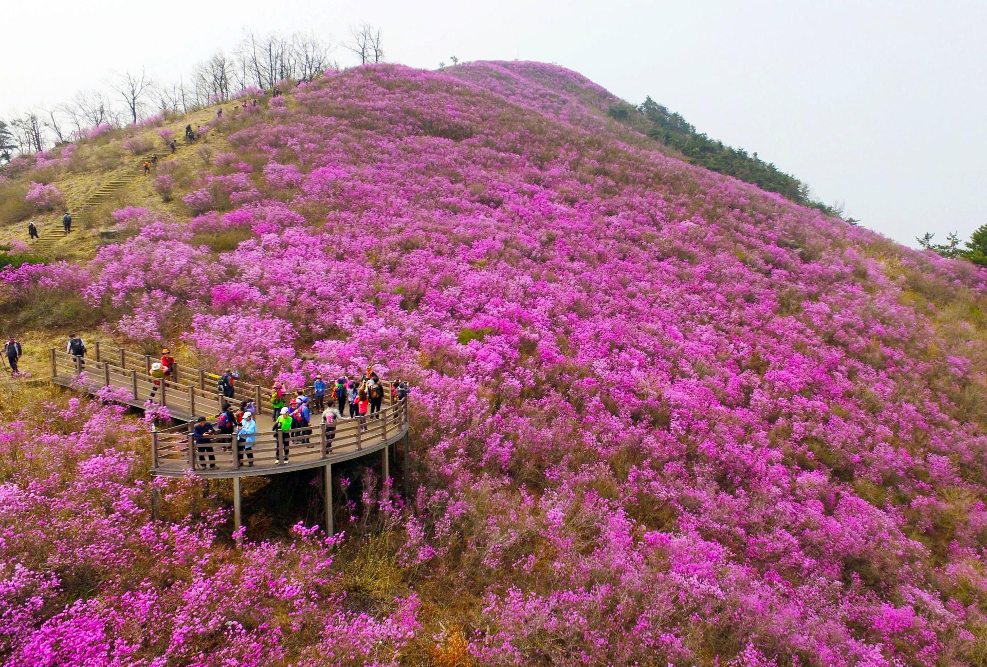 종남산 진달래-1.JPG