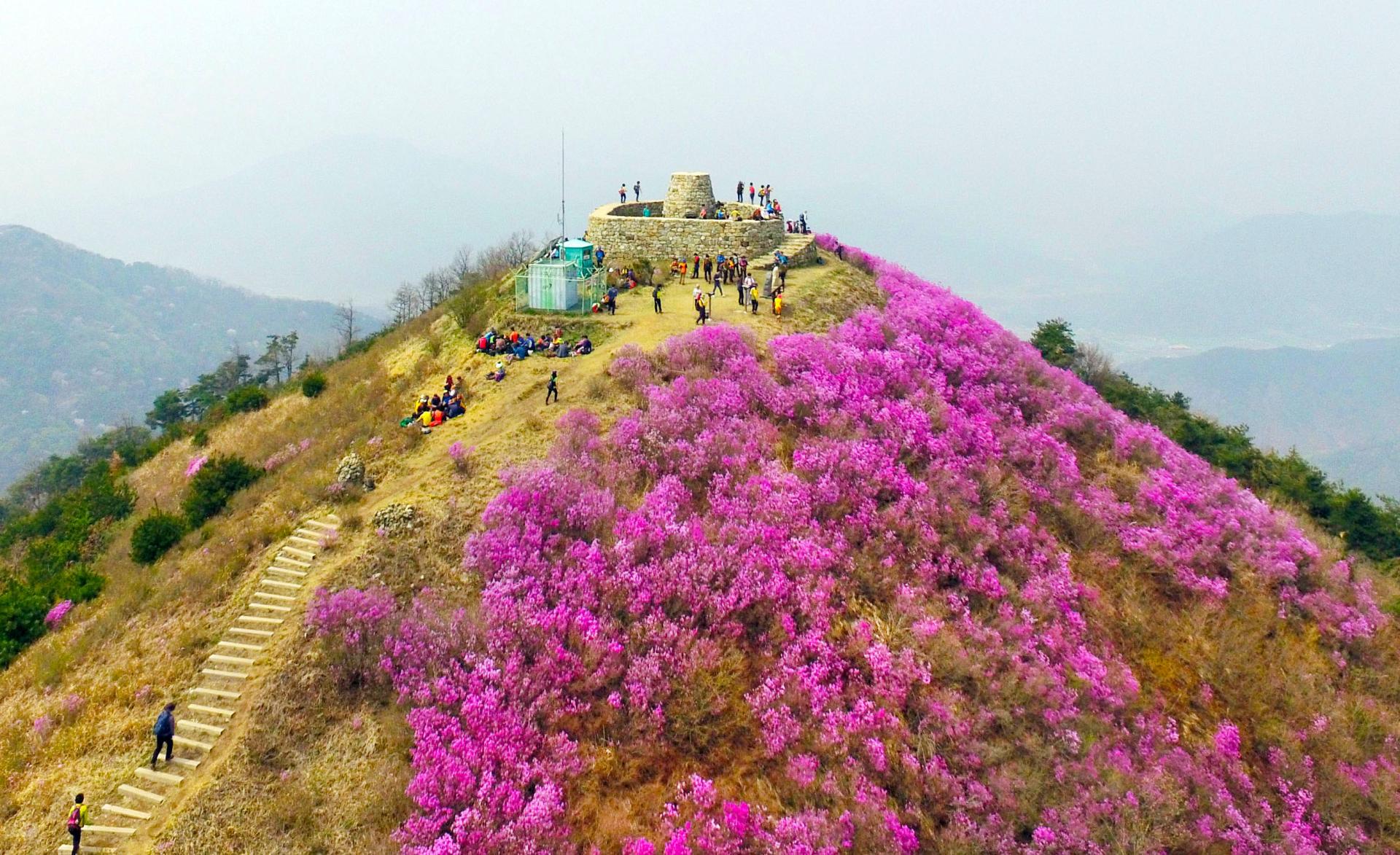 종남산 진달래-2.JPG